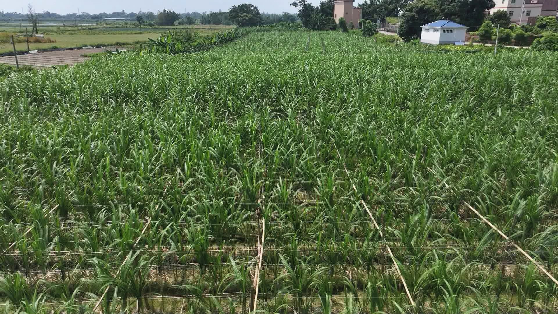 cap_8-19新闻2026_00-03-35_04_副本.jpg