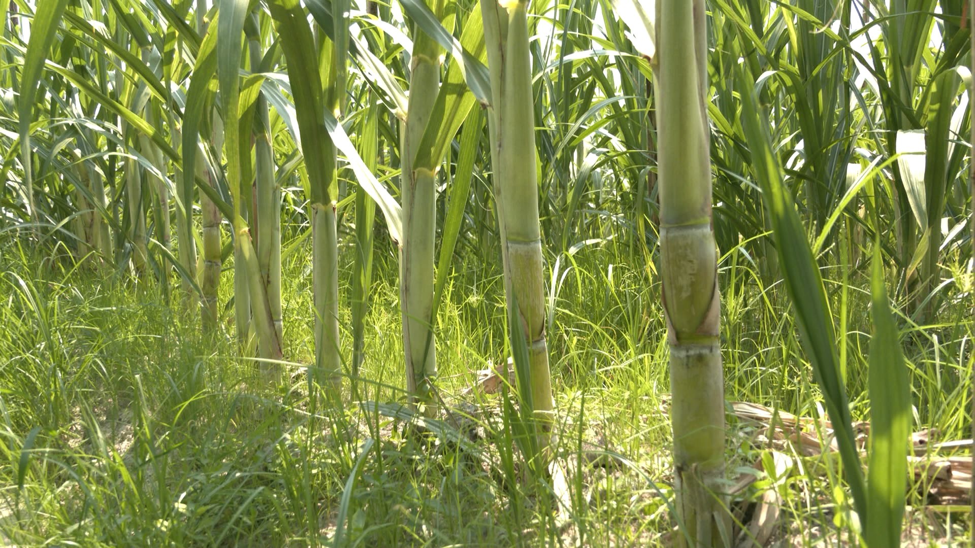cap_8-19新闻2026_00-03-59_03_副本.jpg